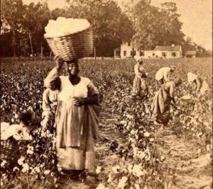 picking cotton